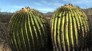 Cactaceas Gigantes en San José Iturbide [upl. by Noyes]