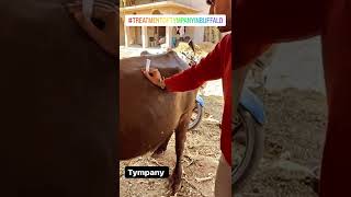 tympany buffalo treatment trending viral veterinary animal [upl. by Budworth]