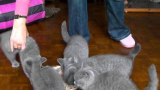 12 week old kittens enjoying their dinner [upl. by Dorey]