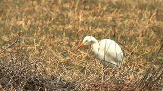 Grote zilverreiger vangt muis [upl. by Cyrillus172]