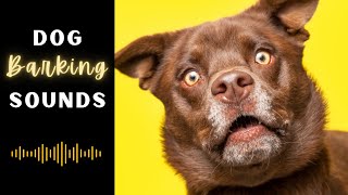 🤔Sounds That Make Your Dog Bark  Dogs Barking Loud  Dog Sounds [upl. by Aceissej]