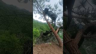 quotGoat Climbs Tree A Surprising Display of Agility and Skillquot [upl. by Rabbi]