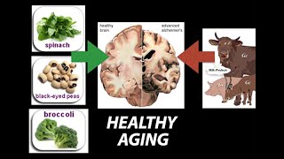 Healthy Nutrient Wealthy and Wise Diet for Healthy Aging  Research on Aging [upl. by Riamu418]