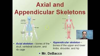 Axial and Appendicular Skeletons [upl. by Etnahsal639]