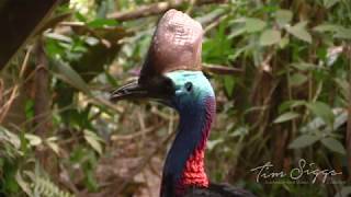 Southern Cassowary  Casuarius up close footage Tim Siggs ABVC  Australian Bird Media [upl. by Edythe]