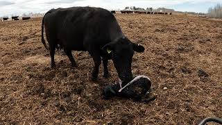 ALMOST DIED  SAVED LIFE OF CALF RIGHT NOW  BIRTH BAG OVER NOSE [upl. by Anazus]