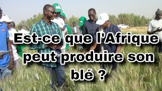 Estce que l’Afrique peut produire son propre blé [upl. by Melise695]