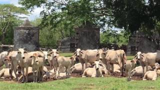 Hacienda en Venta  Yucatán Mexico [upl. by Ydnarb]