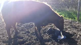 Jemma Cow Gives Birth to Baby Calf  Surprise 4 Wheeling Adventure [upl. by Groveman]