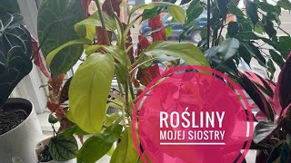 Miss Plant 2 Sezonu🍀 Kolekcja roślin mojej siostry 💚 [upl. by Attezi317]