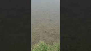 fishing bassfishing fish fishinglife bass [upl. by Khalsa]