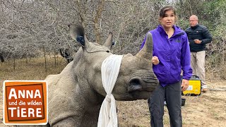 Operation Nashorn  Reportage für Kinder  Anna und die wilden Tiere [upl. by Anisah]