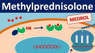 Methylprednisolone  Mechanism side effects precautions amp uses [upl. by Anelram]