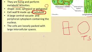 class 9 simple permanent tissues [upl. by Elahcim]