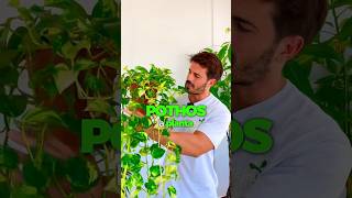 💚🌱 Cuidados del Pothos 🌱💚 planttips plantcare pothos plantasdecasa plantslovers [upl. by Ariday]