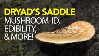 Foraging For Dryads Saddle  Pheasant Back Mushroom [upl. by Rosamond457]