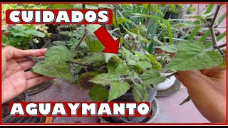 COMO ABONAR Y CUIDAR PLANTAS DE AGUAYMANTO  UCHUVA SEMBRADAS EN MACETAS [upl. by Kcinemod]