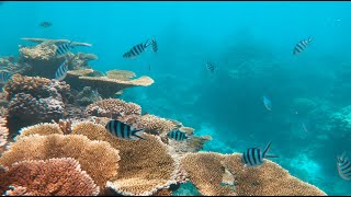 Visit Cairns 2023  Snorkelling Great Barrier Reef and Ironman Triathlon [upl. by Latashia]