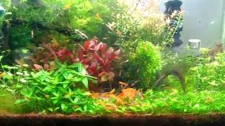 Acuario gambario 30 LITROS HighTech muy plantado [upl. by Russell]