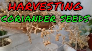 Harvesting Coriander Seeds  Sabut Dhanya  How to Grow Coriander Seeds  HSM GARDEN [upl. by Renrag51]