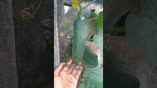 We grew 8 Cucumbers this season livingsustainablywithus cucumber organicfood [upl. by Corey622]