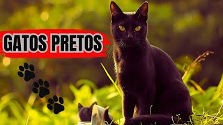 7 CURIOSIDADES sobre GATOS PRETOS Por que NINGUÉM quer ADOTÁLOS Eles REALMENTE dão AZAR [upl. by Adnaluy131]