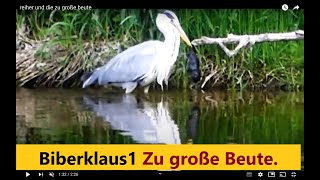 Reiher und die zu große Beute [upl. by Lemrahs]