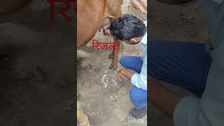 coliform mastitis दूध की जगह पानी आना [upl. by Anwaf]