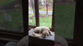 Clumsy NewfieDoodle Falls Off Couch While Barking At Turkeys Outside Window  1357988 [upl. by Nerha]