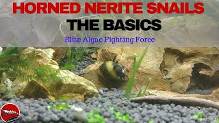 Horned Nerite Snails  The Basics [upl. by Elletsyrk603]