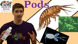 Copepods and Rotifers Info Does your Tank Need Them [upl. by Brout]