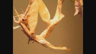 Ghost Mantis Phyllocrania paradoxa catching and eating a Cricket [upl. by Hanaj]