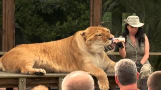 Visit the Myrtle Beach Safari [upl. by Gerardo]