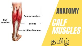 Calf Muscles Anatomy in Tamil  3D Animation Lecture  Gastrocnemius Soleus amp Plantaris Anatomy [upl. by Latsirc]