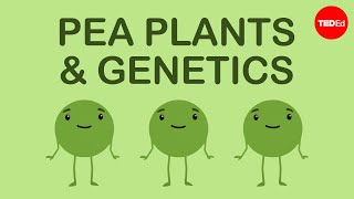 How Mendels pea plants helped us understand genetics  Hortensia Jiménez Díaz [upl. by Hcra]