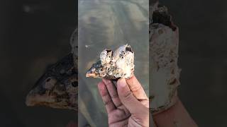 Sea mussels shell with full of fossils mussels seashells fossils shorts [upl. by Rrats]