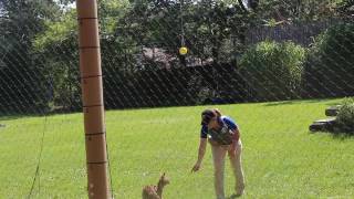 Cincinnati Zoo Serval Jump [upl. by Eniluj]