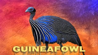 Vulturine guineafowl sound [upl. by Yaral]