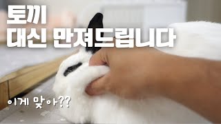 토끼를 대신 만져드립니다😁🐰❤️ [upl. by Nyrmac]