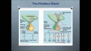 Personalized Treatment for Patients with Acromegaly [upl. by Letnohc]