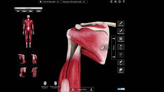 Supraspinatus  bovendoornspier [upl. by Mireille]