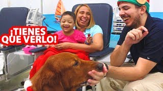 ¡Este Perro PUEDE CURAR EL CÁNCER Y Muy Poca Gente Sabe De Él [upl. by Peterus447]