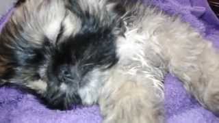 Shih Tzu Lullabys  The Lion Sleeps Tonight  Wimoweh  The Tokens [upl. by Eniowtna753]