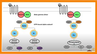 Signal Transduction Pathways GProtein Receptor Tyrosine Kinase cGMP [upl. by Sokim]