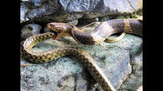 King Cobra Eating another Big Snake  Uttarakhand  India   Wildlife [upl. by Margherita]