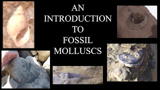 Palaeontology Basics The Molluscs [upl. by Aimee]