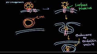 6 Viral pathogenesis step by step process [upl. by Ynaffi]