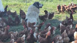 Hens on pasture system in Missouri [upl. by Caren]