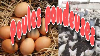 COMMENT DÉBUTER UN ÉLEVAGE DE POULES PONDEUSES  blog Hawa Conseils Elevage [upl. by Oralia635]