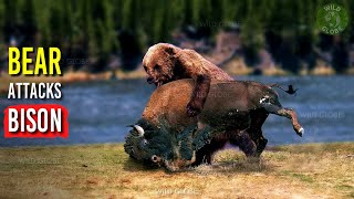 BEAR vs BISON  Bear and Bison FIGHT at National Park Wild Globe [upl. by Juditha]